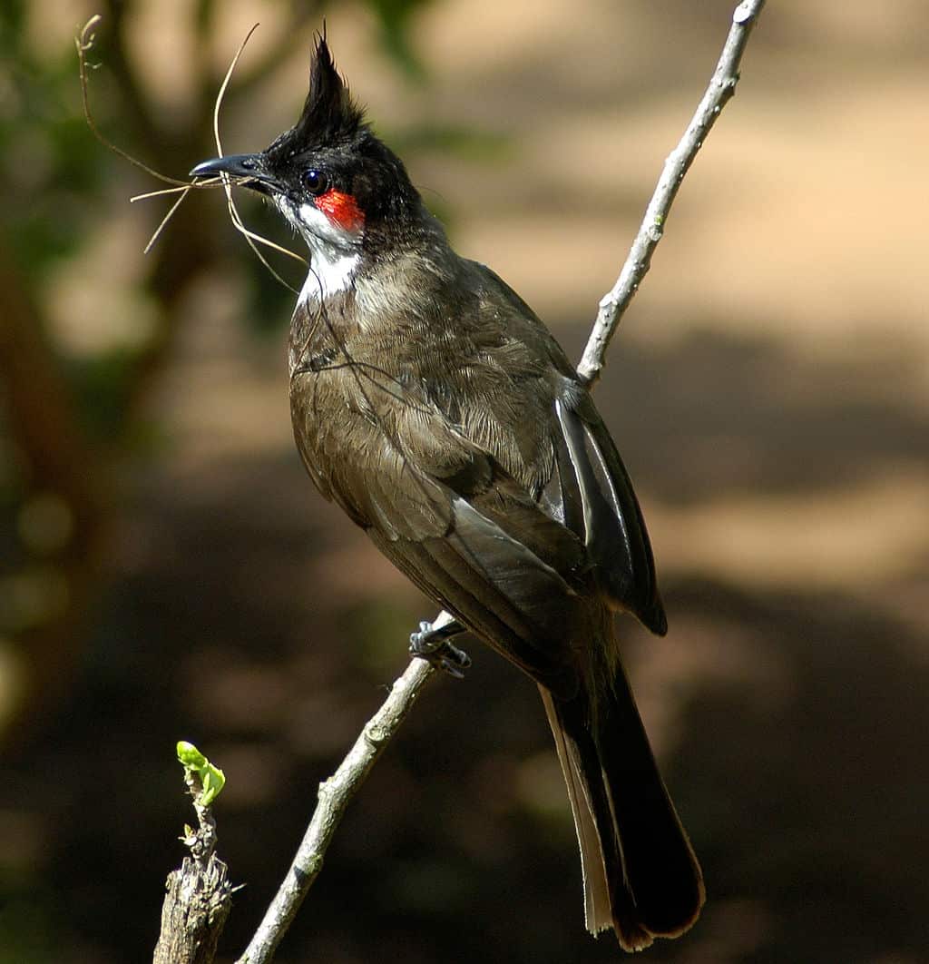 Red-whiskered Bulbul. Pic: Wikimedia Commons