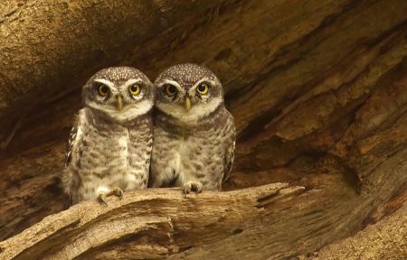 Spotted Owlets on a broken branch of the Spathodea tree.