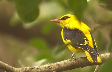 The elusive Golden Oriole on a Peepul Tree, at Lalbagh Gardens.