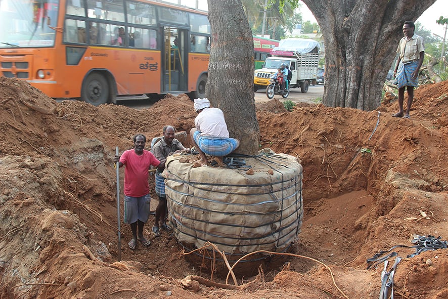 Root ball prepared and packed, at a tree transplantation in Dommasandra-Sarjapura road, 2017