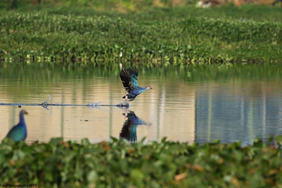 birds on a lake