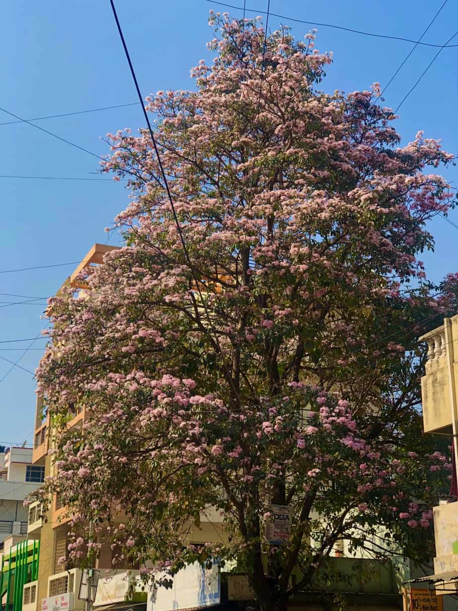 Tabebuia Rosea tree in full bloom on a Bengaluru street. Pic: Pavithra S
