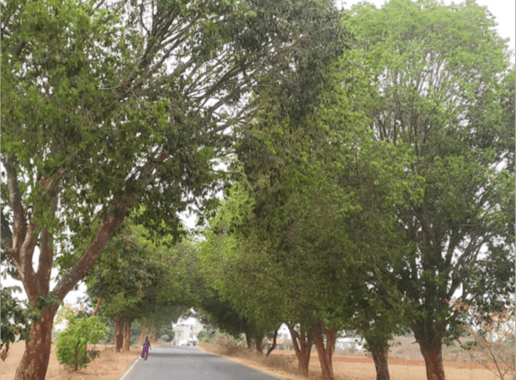 A stretch of trees in Bengaluru