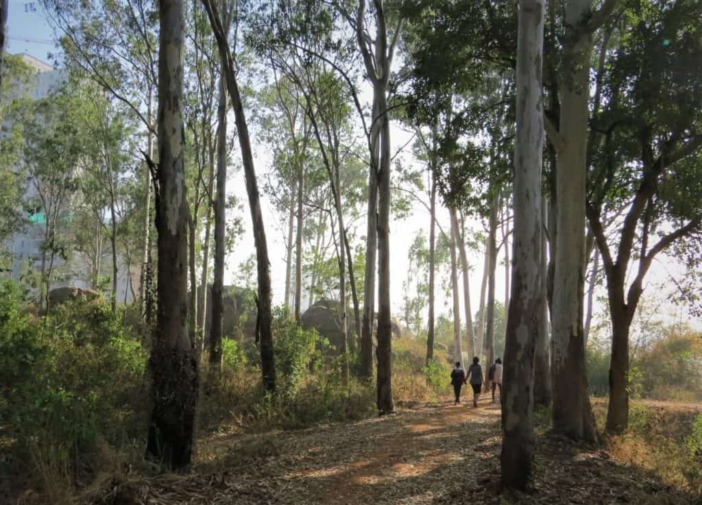 A trail in Turahalli forest