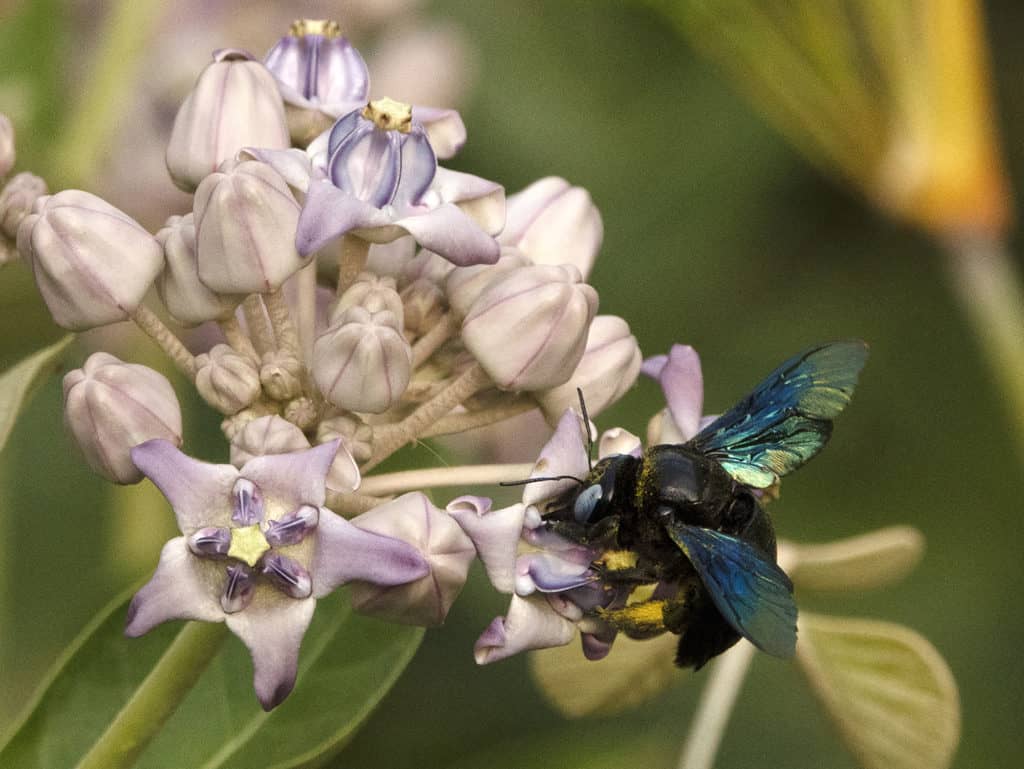 The Xylocopa latipes is India’s biggest bee, and the world’s second largest (Need to confirm). This is a female who has collected pollen and is carrying it on the fine hairs on her legs. Xylocopa’s wings are iridescent not due to pigmentation but due to light refracting through nanostructures in their wings.