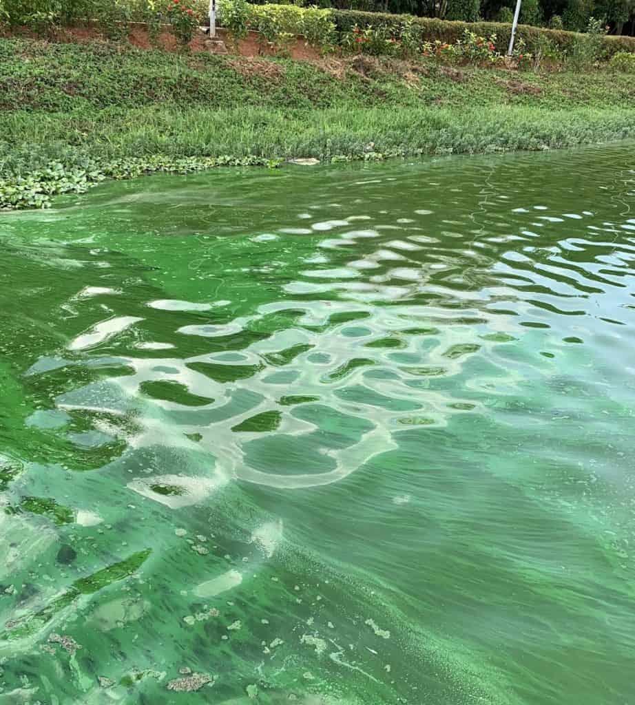algae-and-plant-growth-at-jakkur-lake