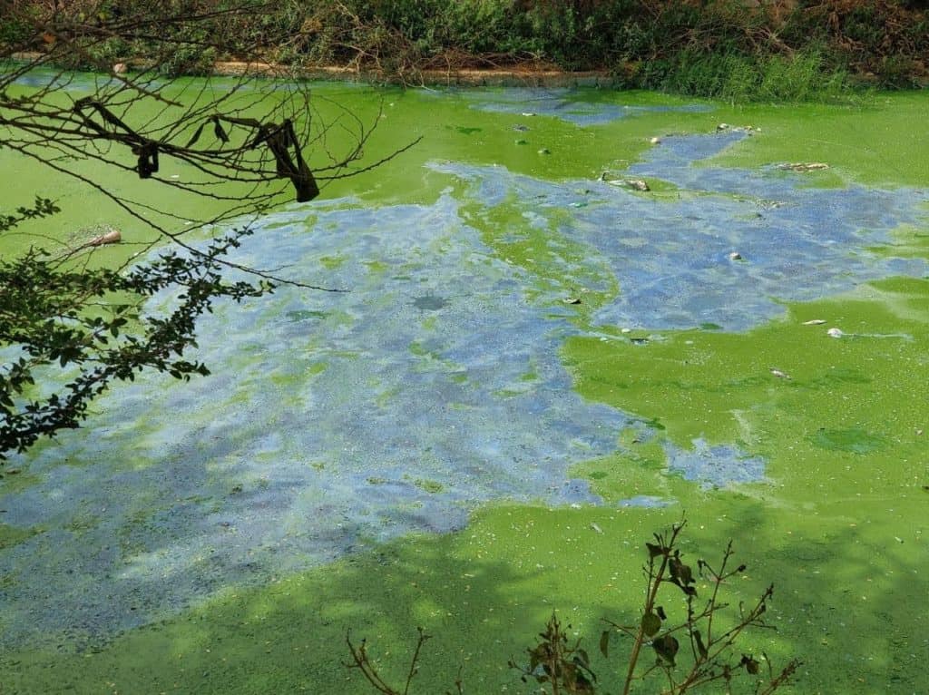 cyanobacterial-bloom-in-rachenahalli-lake