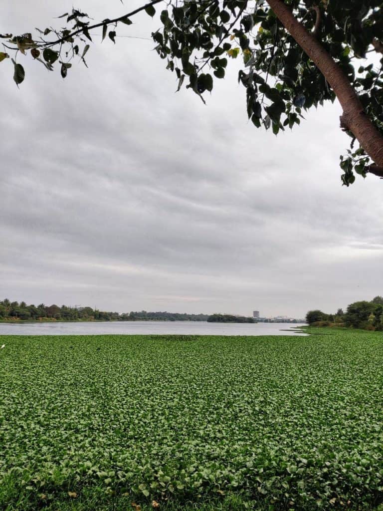 hyacinth-growth-in-jakkur-lake