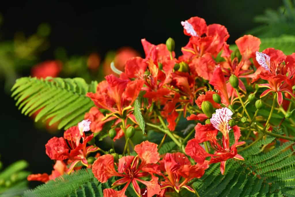 Gulmohar flowers