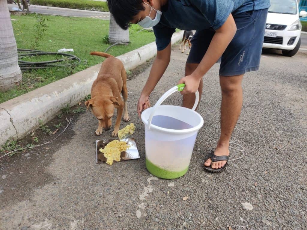 feeding stray dogs
