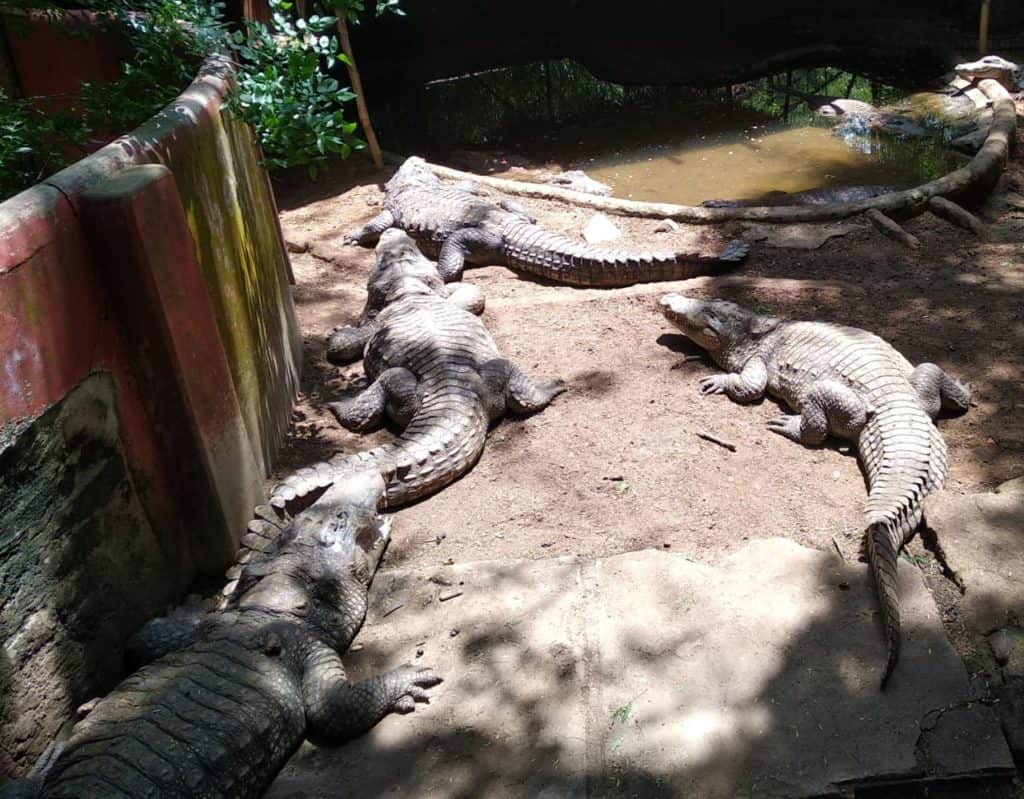 Crocodile wildlife, Snake park