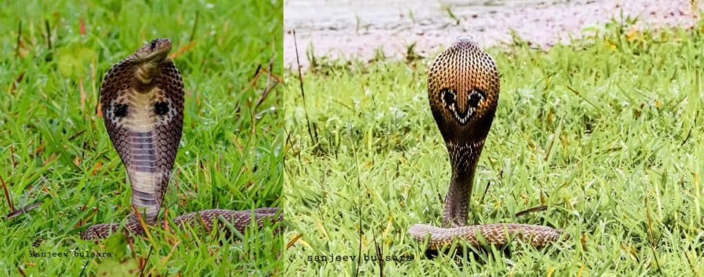 Spectacled cobra - front and back
