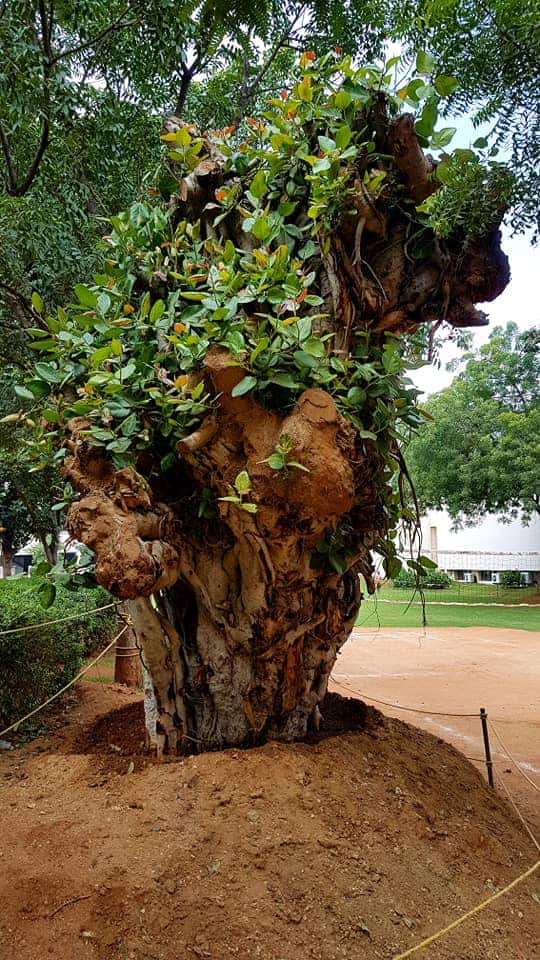 A transplanted tree recovering
