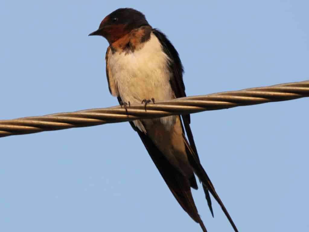 Barn Swallow at Mallathahalli Lake