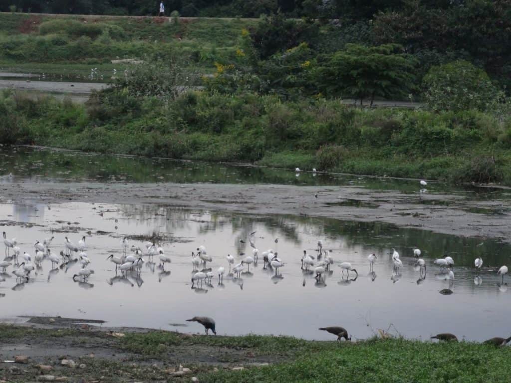 Black-headed ibis and peafowl at Malathahalli Lake