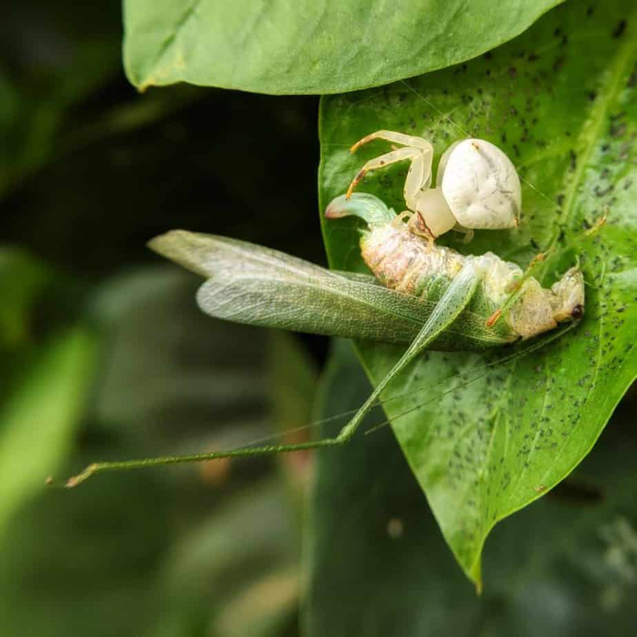 Crab spider feeding on a bush cricket 