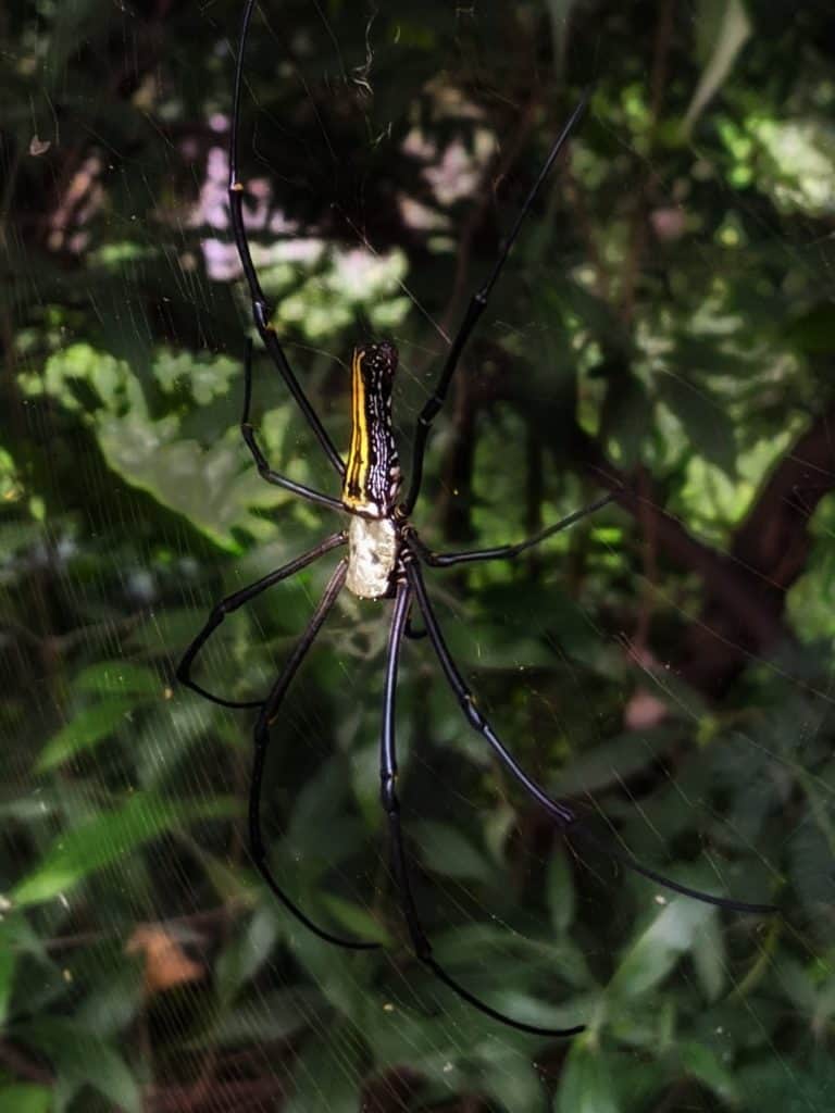 Giant wood spider at Mallathahalli Lake