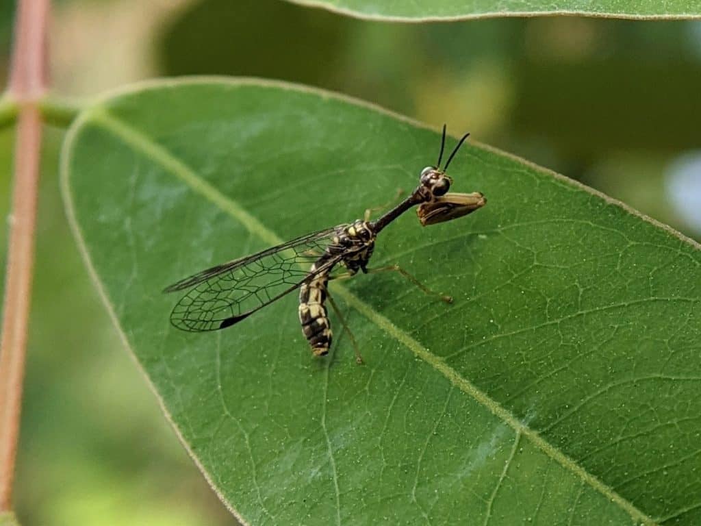 Mantis fly 