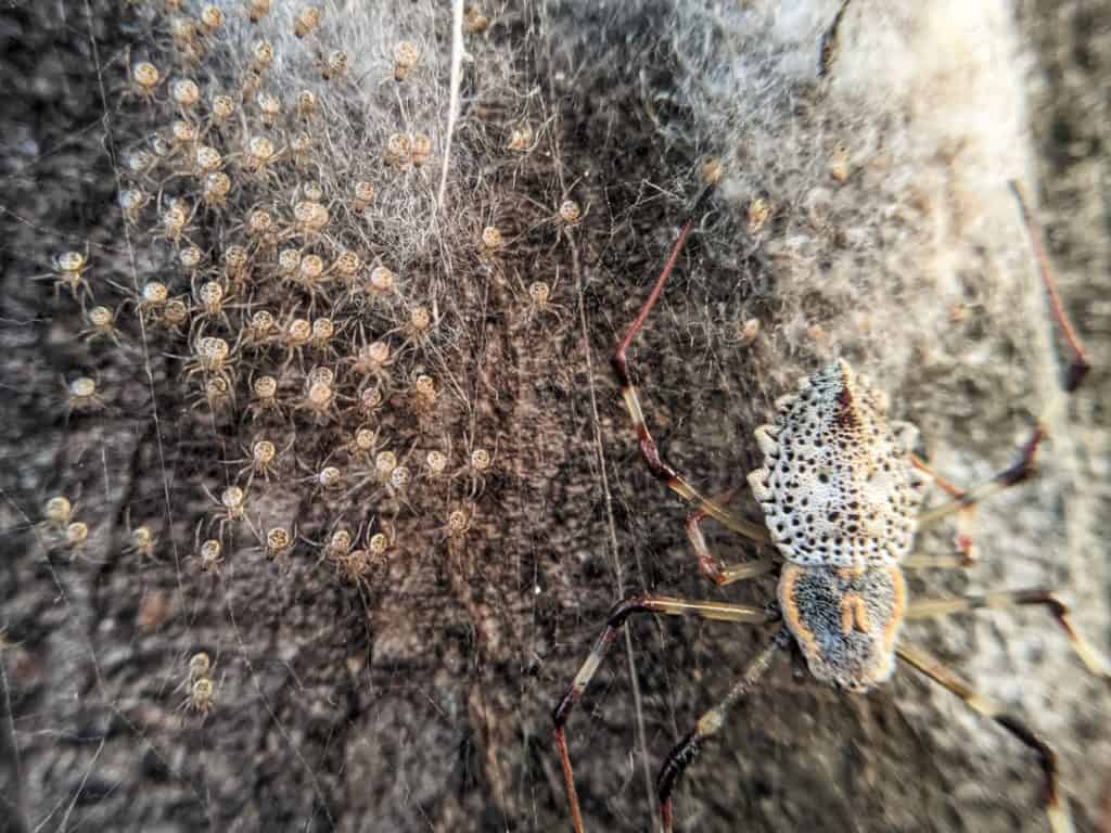 Ornamental tree trunk spider with her freshly hatched spiderlings