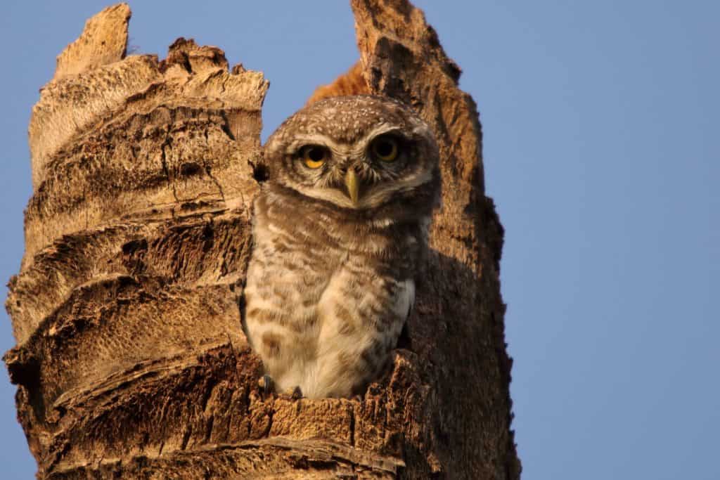 Spotted owlet at Mallathahalli Lake