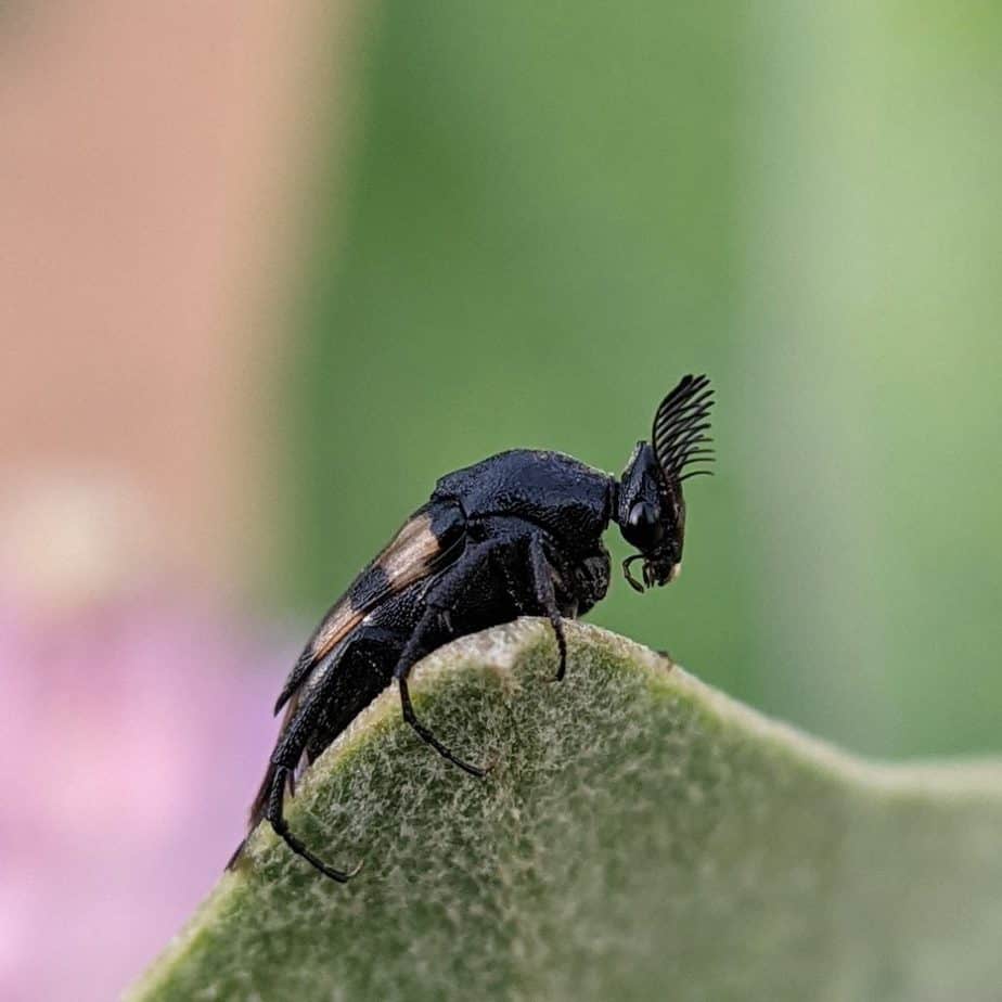 Wedge-shaped beetle 