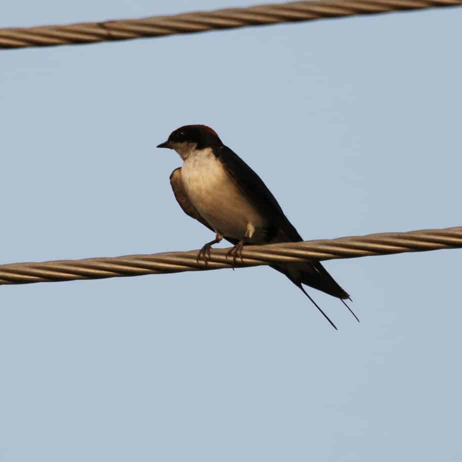 Wire-tailed swallow 