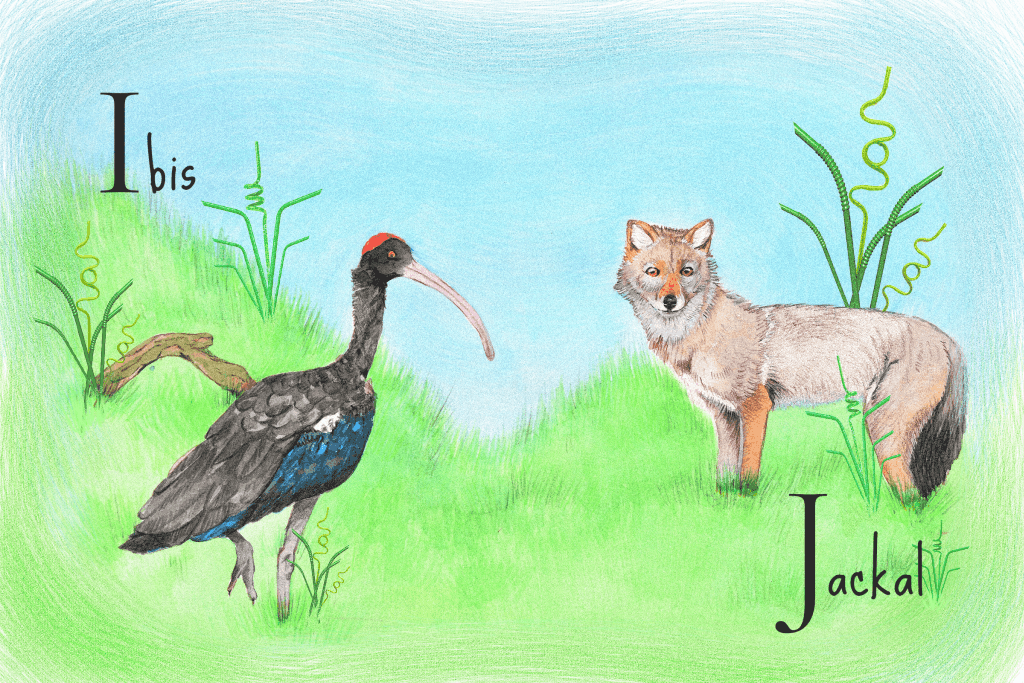 ibis and jackal