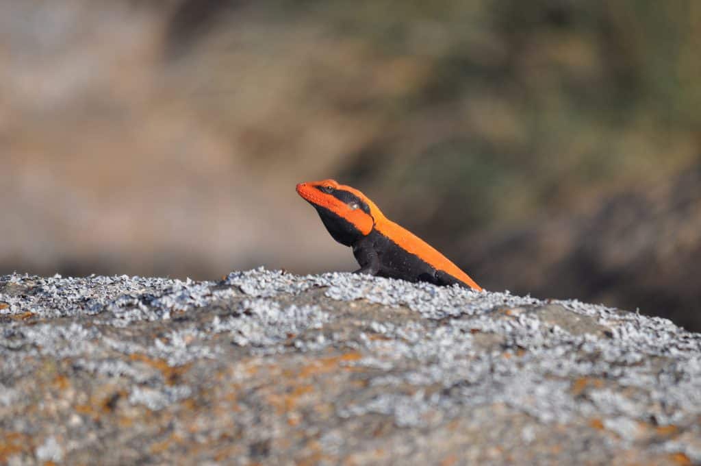 A photo of a Rock Agama on top of a rock