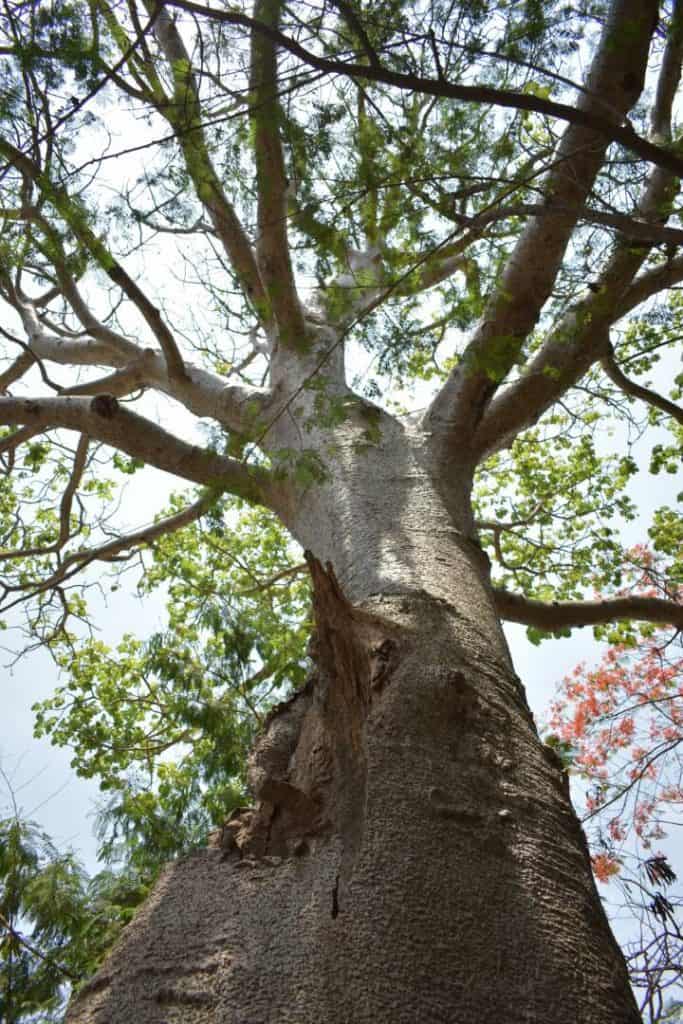 About 120 Baobab trees exist in Mumbai currently.