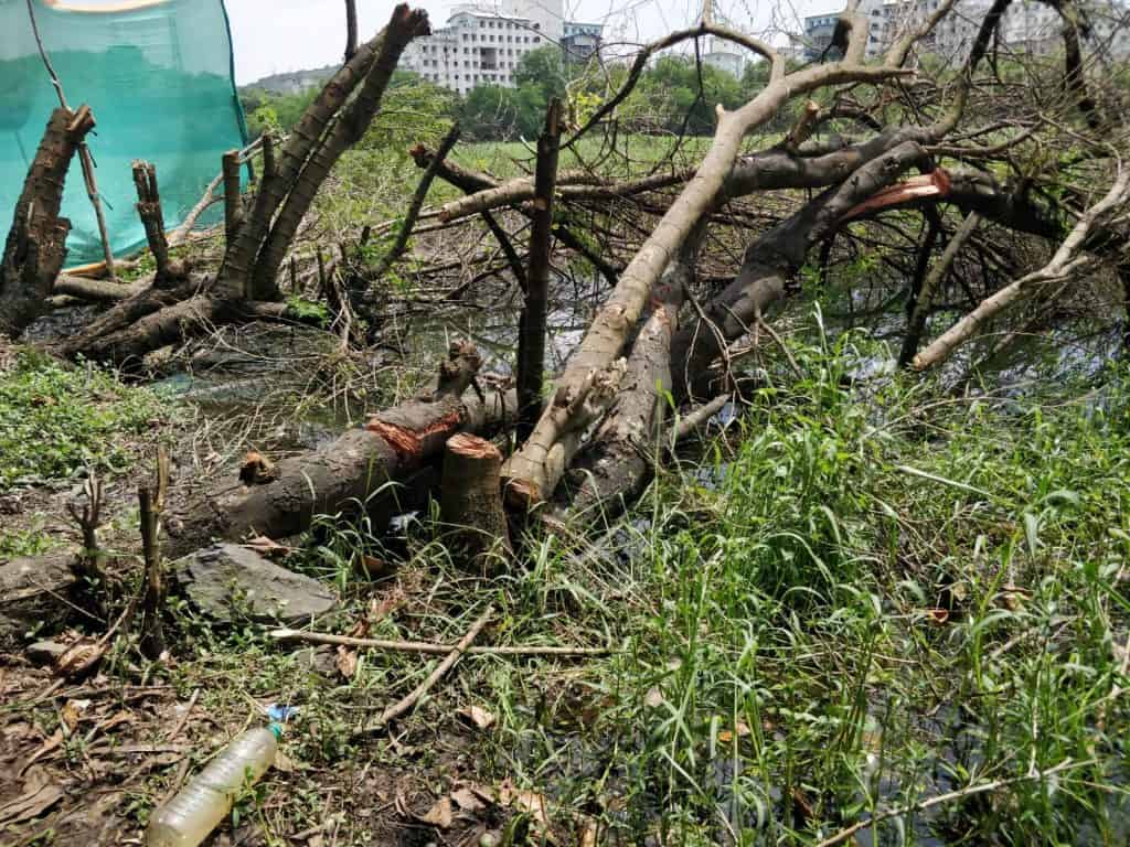 trees cut for concreting work for a cycling track besides the Powai Lake