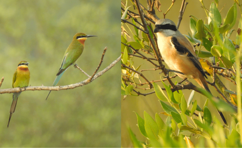 (left) Blue-tailed-Bee-Eaters (right) Long-tailed-Shrike