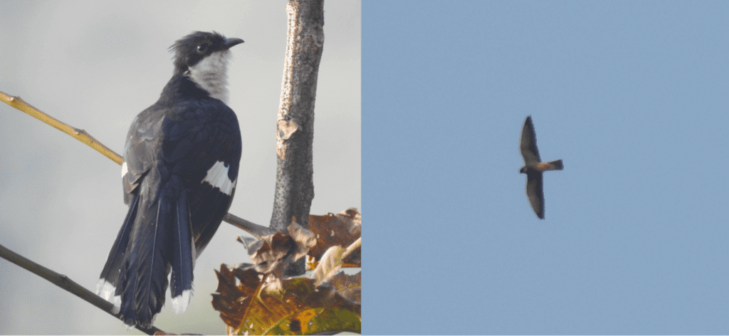 (left) pied cuckoo (right) amur falcon