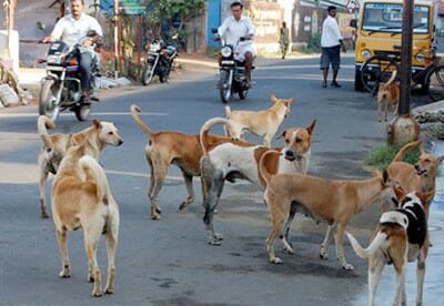 group of stray dogs on the street