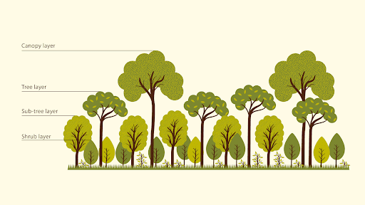 The four layers of greenery in a forest typically - Shrub, sub-tree, tree, canopy layer