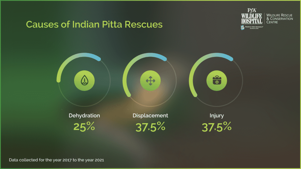 Causes of Indian Pitta rescues