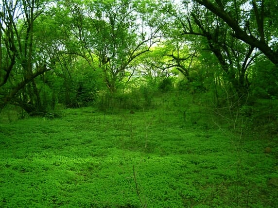 Aarey forest area in Mumbai provides green open spaces for citizens