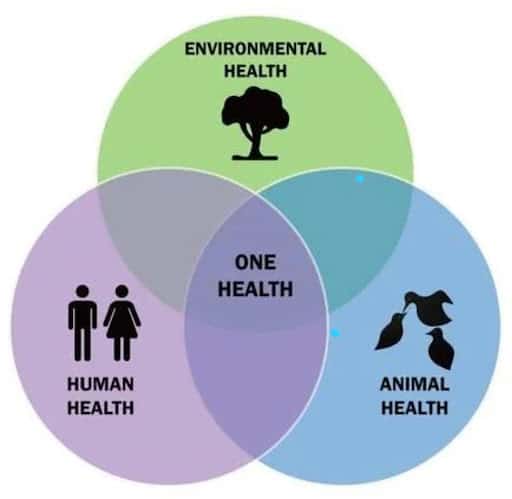 Ven diagram of One health - Environmental, Animal & Human health