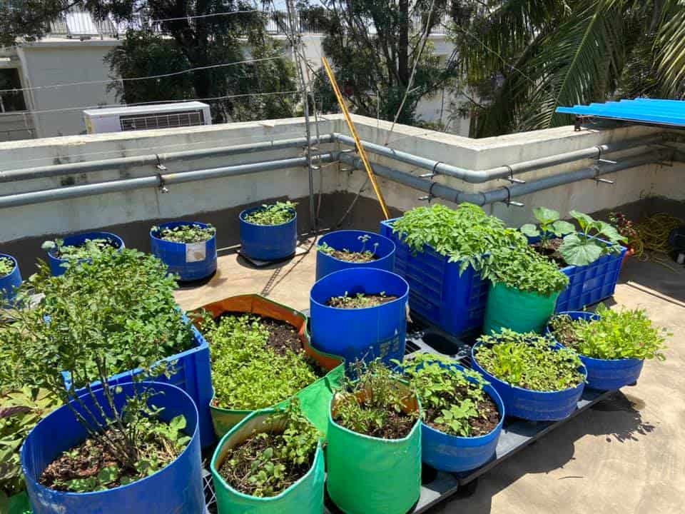 Vegetables grown in containers on the terrace