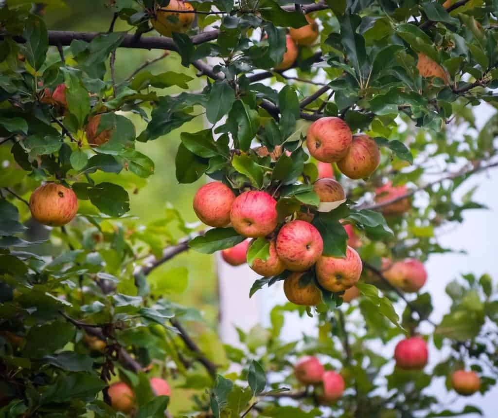 Apple orchard in Kashmir