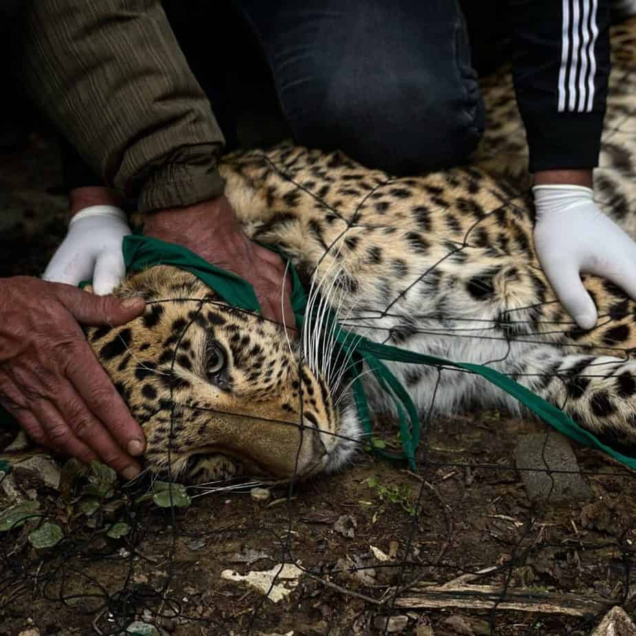 A leopard captured by wildlife officials