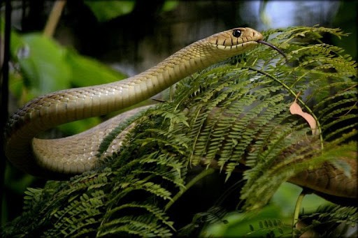 A snake on a tree branch