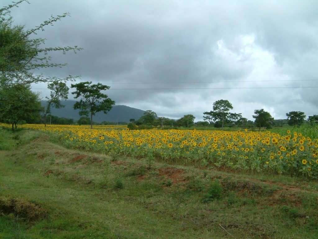 a sunflower field in india