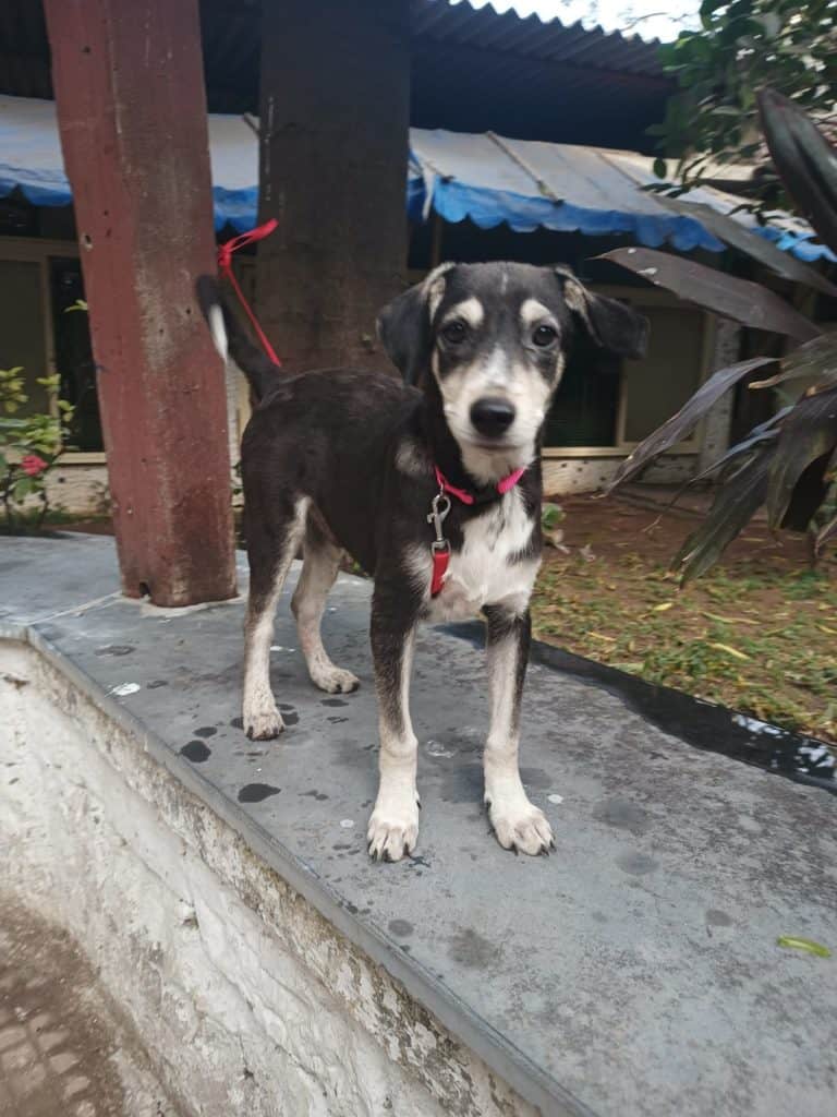 image of a stray dog cared for by a citizen in Kandivali, Mumbai