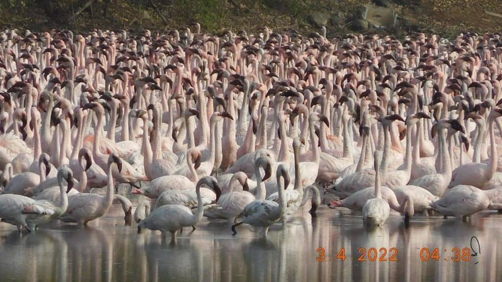 Flamingos at DPS Lake Navi Mumbai