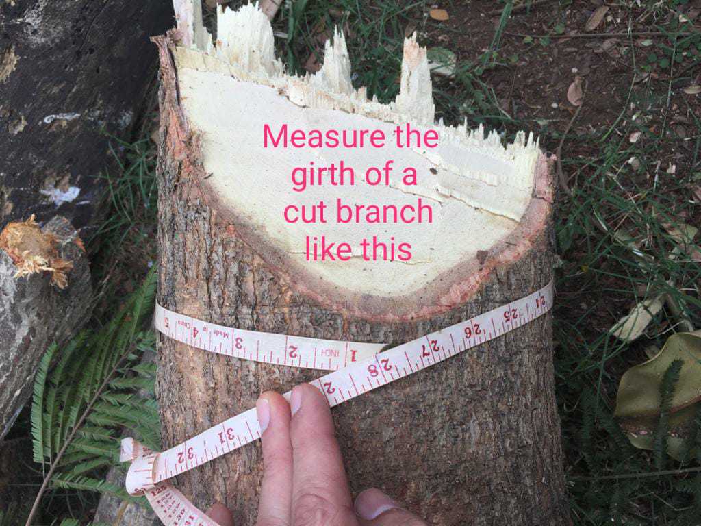 Tree girth being measured