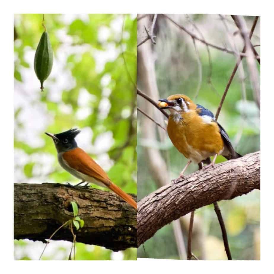 Paradise Flycatcher and Orange headed thrushes in Belapur