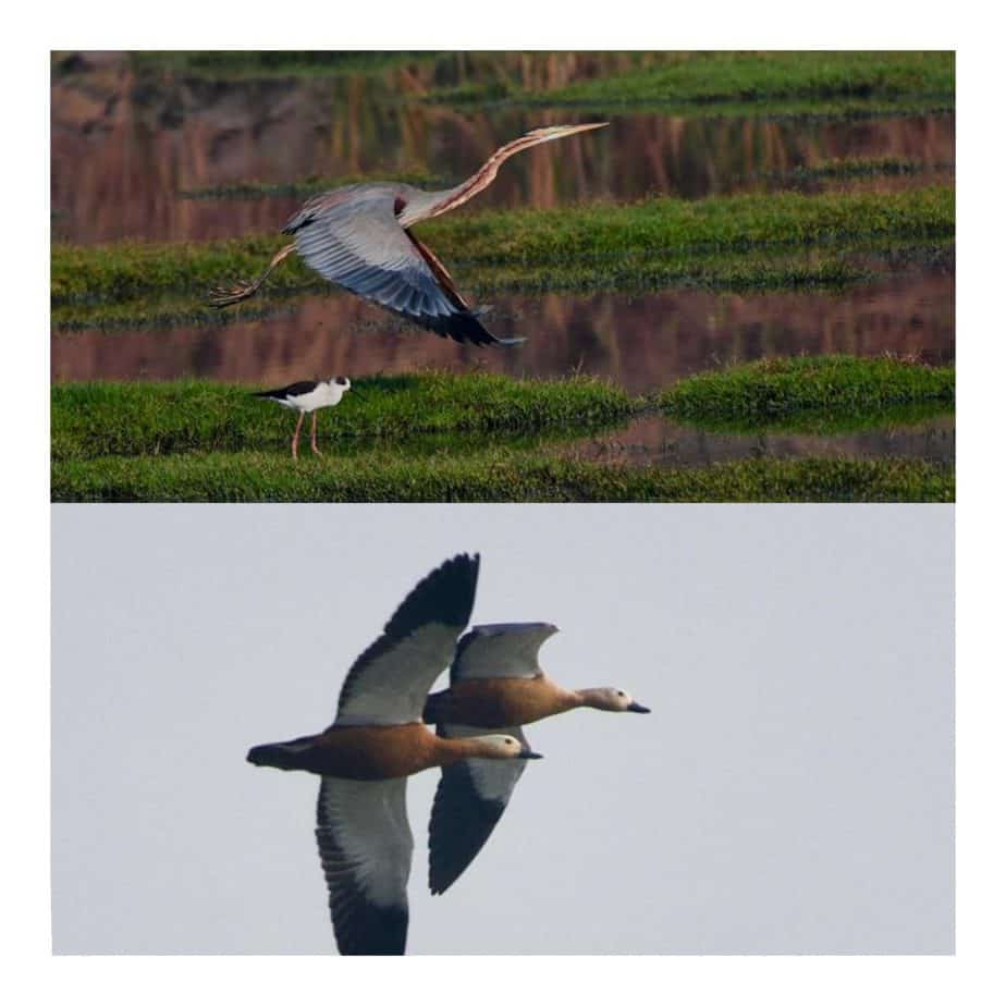 Purple Heron at Savarkar wetlands; Bottom and Rudy shell ducks at TS Chanakya wetlands in flight.
