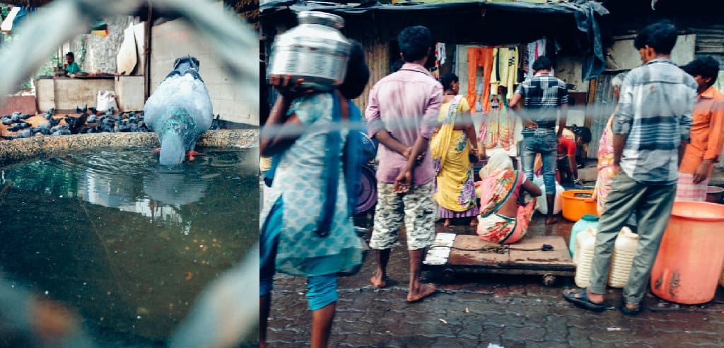 birds and humans fetch water in different ways in Mumbai