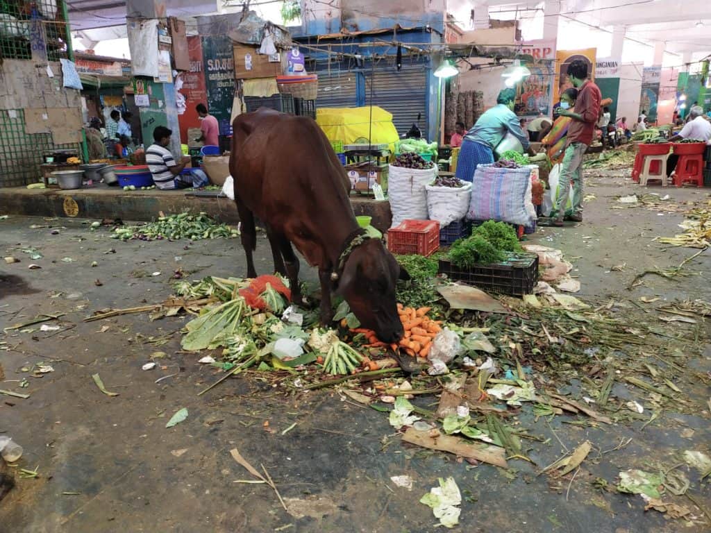 A cow is seen eating the dumped waste