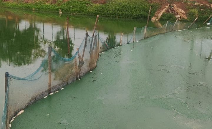 Algae formation segregated by a net